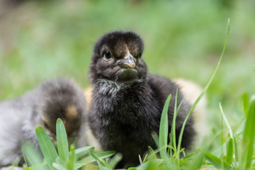Fototapeta premium Chicken in grass