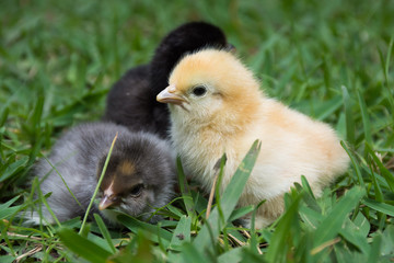 little chicks in the grass