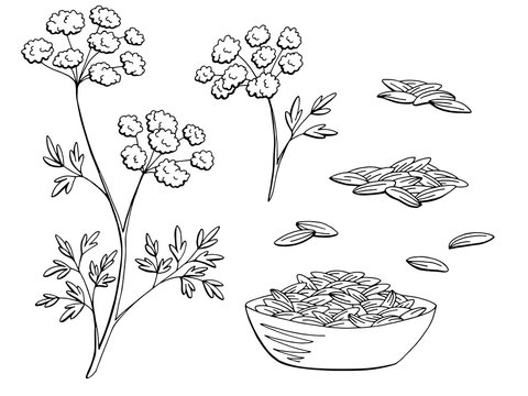 Cumin Plant Graphic Black White Isolated Sketch Set Illustration Vector