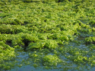 Seaweed on the beach