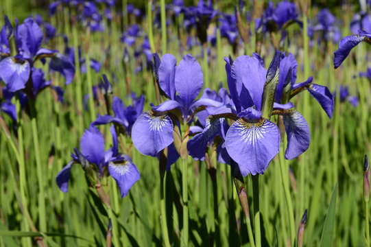 Siberian iris with deep blue ornamental flowers