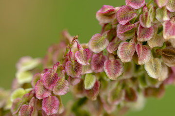 Wiesen-Sauerampfer - Rumex acetosa, Makro