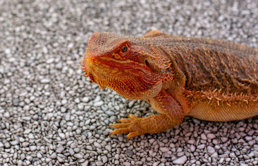 Reptil schaut einen an