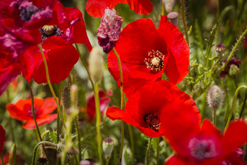 poppies in close up