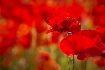 poppies in close up