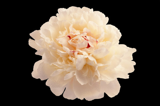 A white peony flower with red patches in the core, carved into a black background.