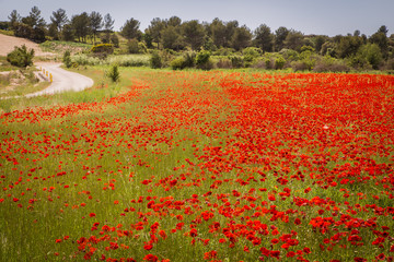 field of poppies in Provence