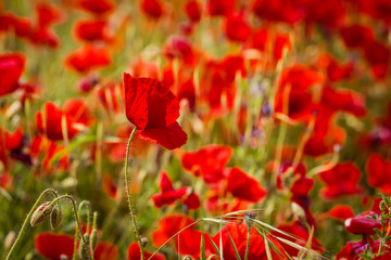 Fototapeta premium poppies in close up
