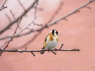 European goldfinch sitting on the branch of a tree