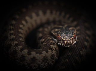 A visit by the viper