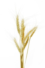 dry ears wheat grain isolated on white, with clipping path