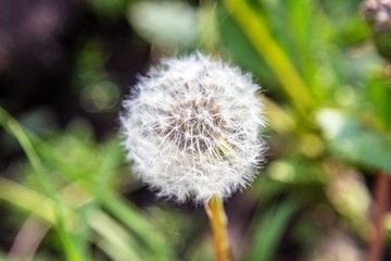 Dandelion seeds blowing in the wind across a summer field background, conceptual image meaning change, growth, movement and direction.