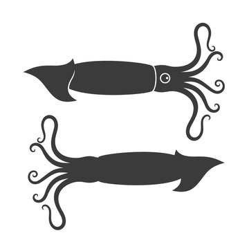 Squid silhouette. Isolated squid on white background