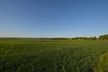 Gerstenfeld auf Rügen