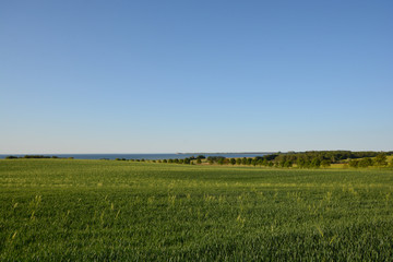 Gerstenfeld auf Rügen