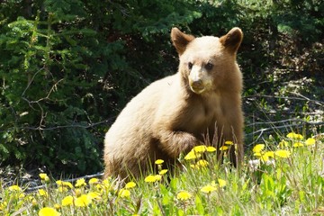 Fototapeta premium Light brown bear cub is feeding on dandelions