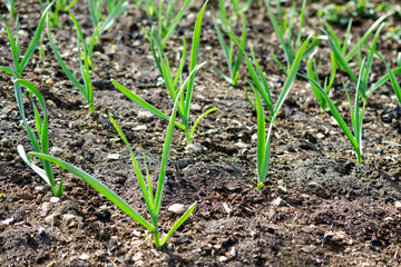 Plant sprouts grow from the ground in the field on the farm. Outdoors.