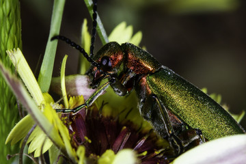 Brightly coloured green and red beetle