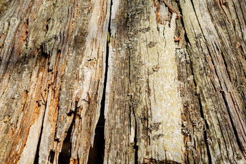 Wooden background of old destroyed boards in perspective. Abstract background with copy space. Selective focus.