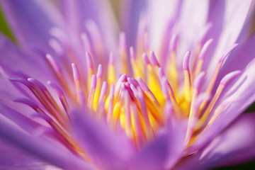 beautiful blossom nature lotus flower