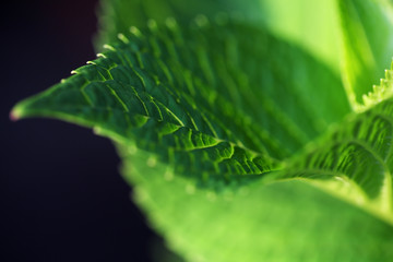 close up of nature green leaf background.