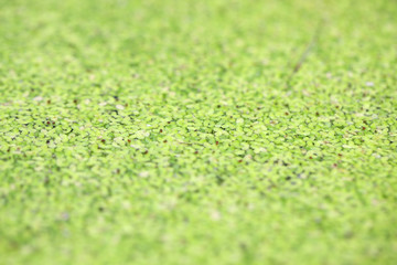 Naklejka premium texture of aquatic green duckweed background.