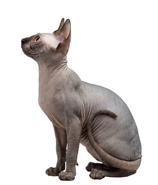 Canadian sphinx isolated on white background