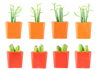 Mini Cactus pot isolated on white background