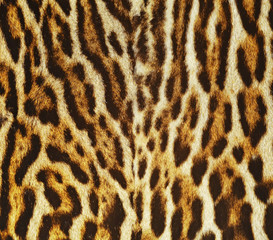 leopard background texture