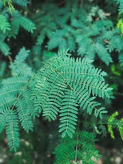 Close up green leaf.