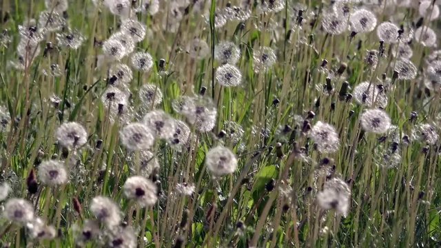 A lot of dandelions.White, delicate, fragile flowers.An air flower.Lawn with dandelions.