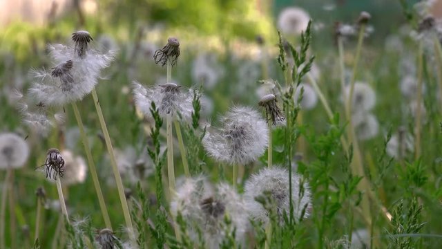 Dandelions around. White, delicate, fragile flowers.