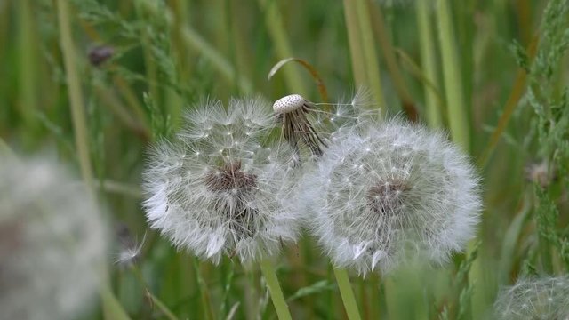 Dandelions around. White, delicate, fragile flowers.