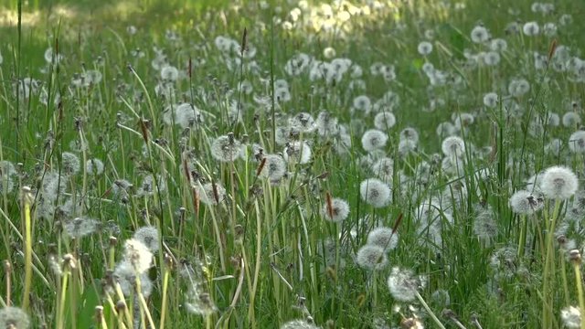 Dandelions around. White, delicate, fragile flowers.