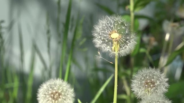 Dandelions around. White, delicate, fragile flowers.