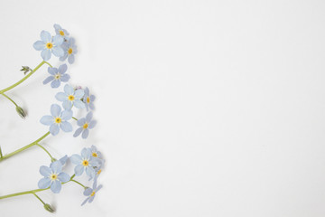 forget-me-flowers on white. free space for advertising, copy space Macro. Symbol of True Love. field flowers