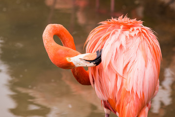 Flamingo. Selective focus.