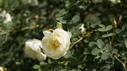Blossom of small wild roses of white color