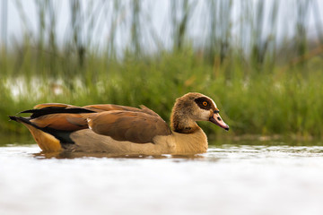 Egyptian goose in a lake in Zimanga Game Reserve in South Africa