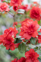 Bright, red azaleas flowers among the green leaves. A chic blooming camellia bush in the spring garden