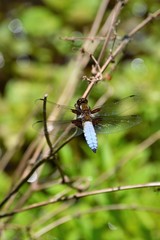 Junges Männchen der Blauen Plattbauch-Libelle (Libellula depressa) an einem Teich nahe Korschenbroich-Pesch am Niederrhein