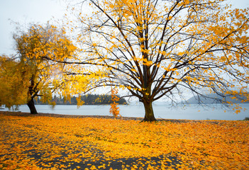 Queenstown autumn color