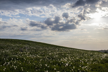 Fototapeta na wymiar Dandelion farmland during may