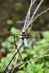 Fototapeta premium Junges Männchen der Blauen Plattbauch-Libelle (Libellula depressa) an einem Teich nahe Korschenbroich-Pesch am Niederrhein