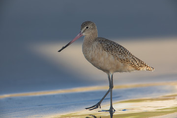 Maarbled Godwit