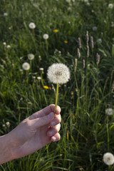 Hand holds a dandelion flower