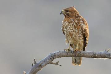 Red-shouldered Hawk