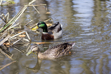 Fototapeta premium Pair of mallards, male and female, swimming on small pond in sunlight