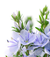 Obraz premium Beautiful blue flowers.