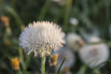 Dandelion field during sunset